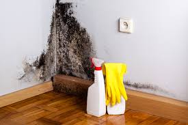 Why You Should Choose Our Mold Remediation Services in Stockdale, TX